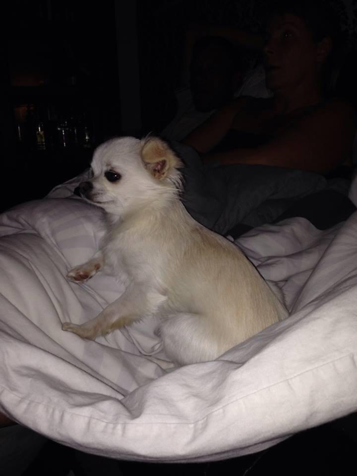 Chihuahua Amacing Gigolo (Balder) billede 16