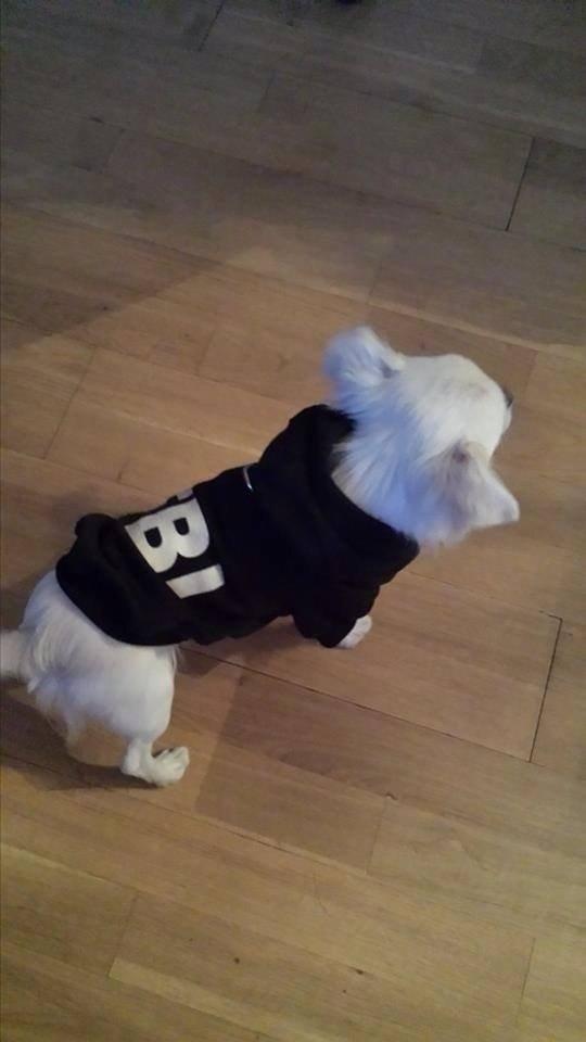 Chihuahua Amacing Gigolo (Balder) billede 17