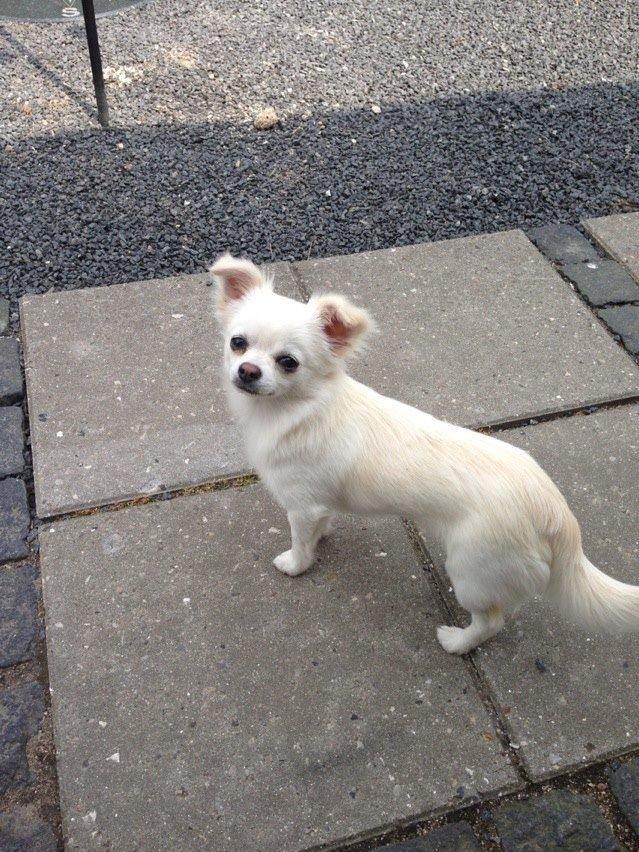 Chihuahua Amacing Gigolo (Balder) billede 18