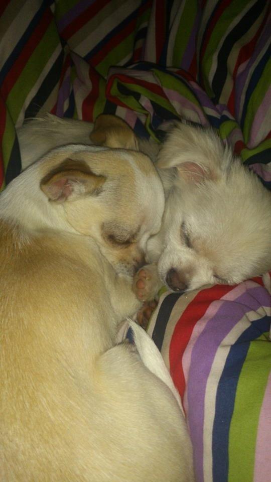 Chihuahua Amacing Gigolo (Balder) billede 19