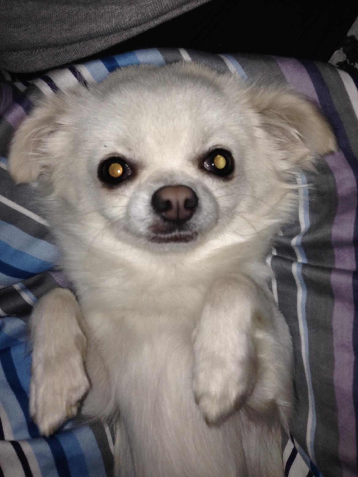 Chihuahua Amacing Gigolo (Balder) billede 20