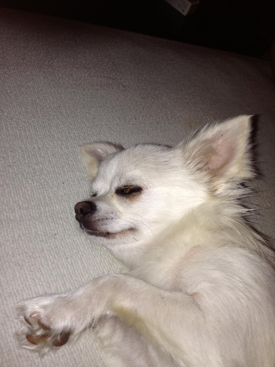 Chihuahua Amacing Gigolo (Balder) billede 21