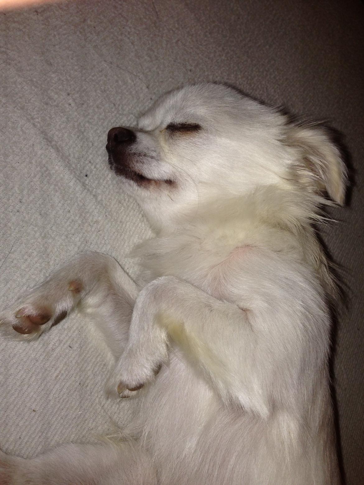 Chihuahua Amacing Gigolo (Balder) billede 22