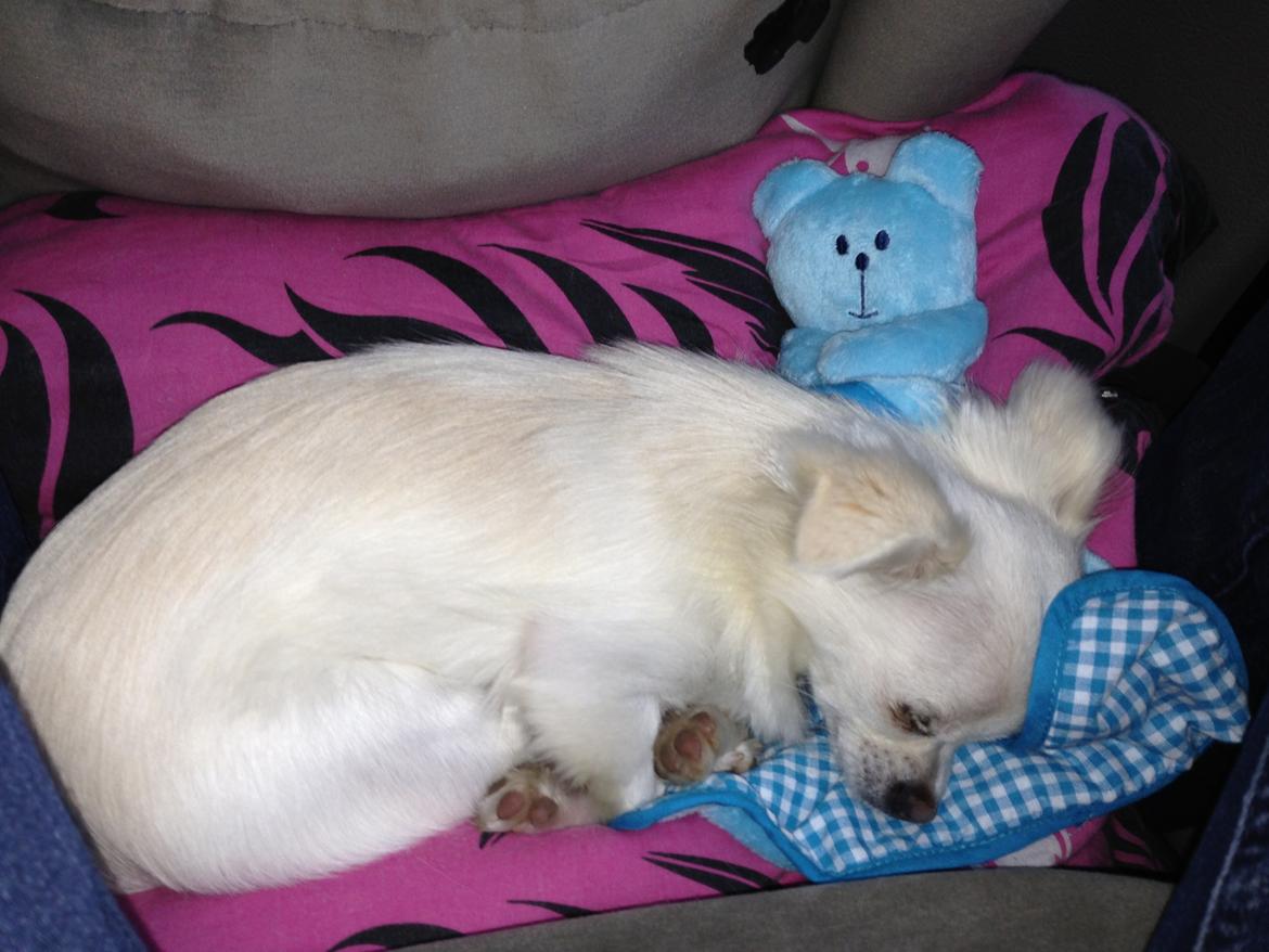 Chihuahua Amacing Gigolo (Balder) billede 23