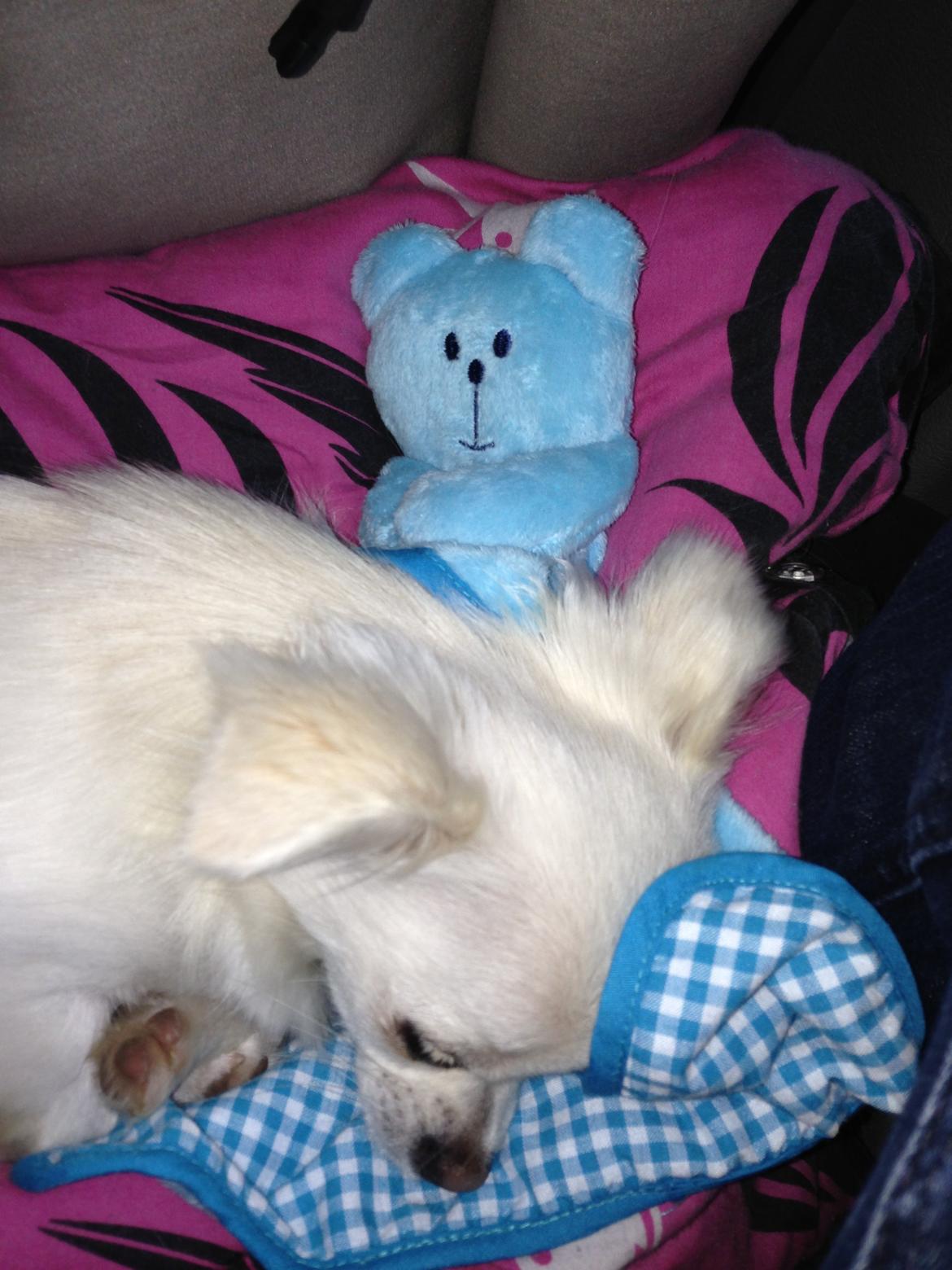 Chihuahua Amacing Gigolo (Balder) billede 24