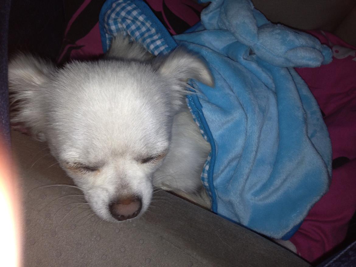 Chihuahua Amacing Gigolo (Balder) billede 25