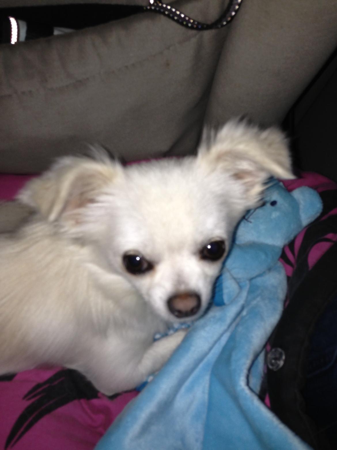 Chihuahua Amacing Gigolo (Balder) billede 26