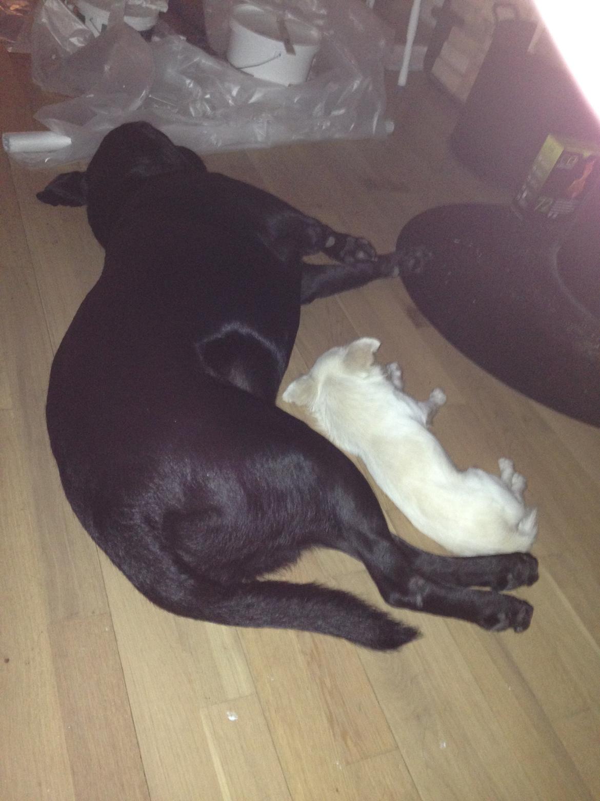 Chihuahua Amacing Gigolo (Balder) billede 27