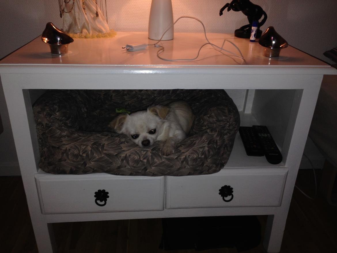 Chihuahua Amacing Gigolo (Balder) billede 28