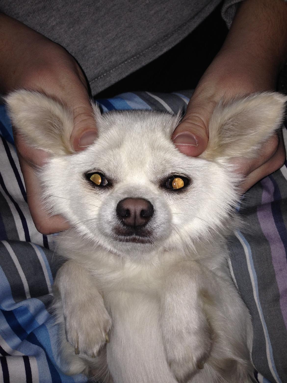 Chihuahua Amacing Gigolo (Balder) billede 29