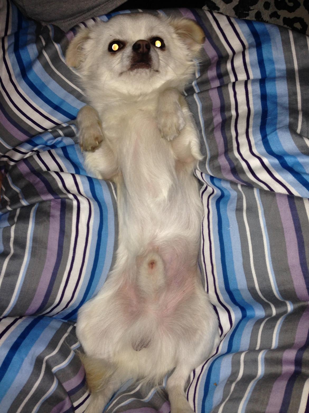 Chihuahua Amacing Gigolo (Balder) billede 30