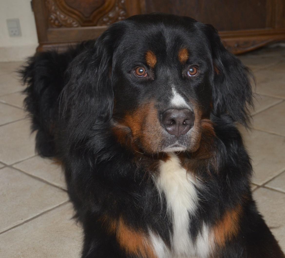 Berner sennenhund Bernerflokken Basil - Basil 2 år gammel billede 20