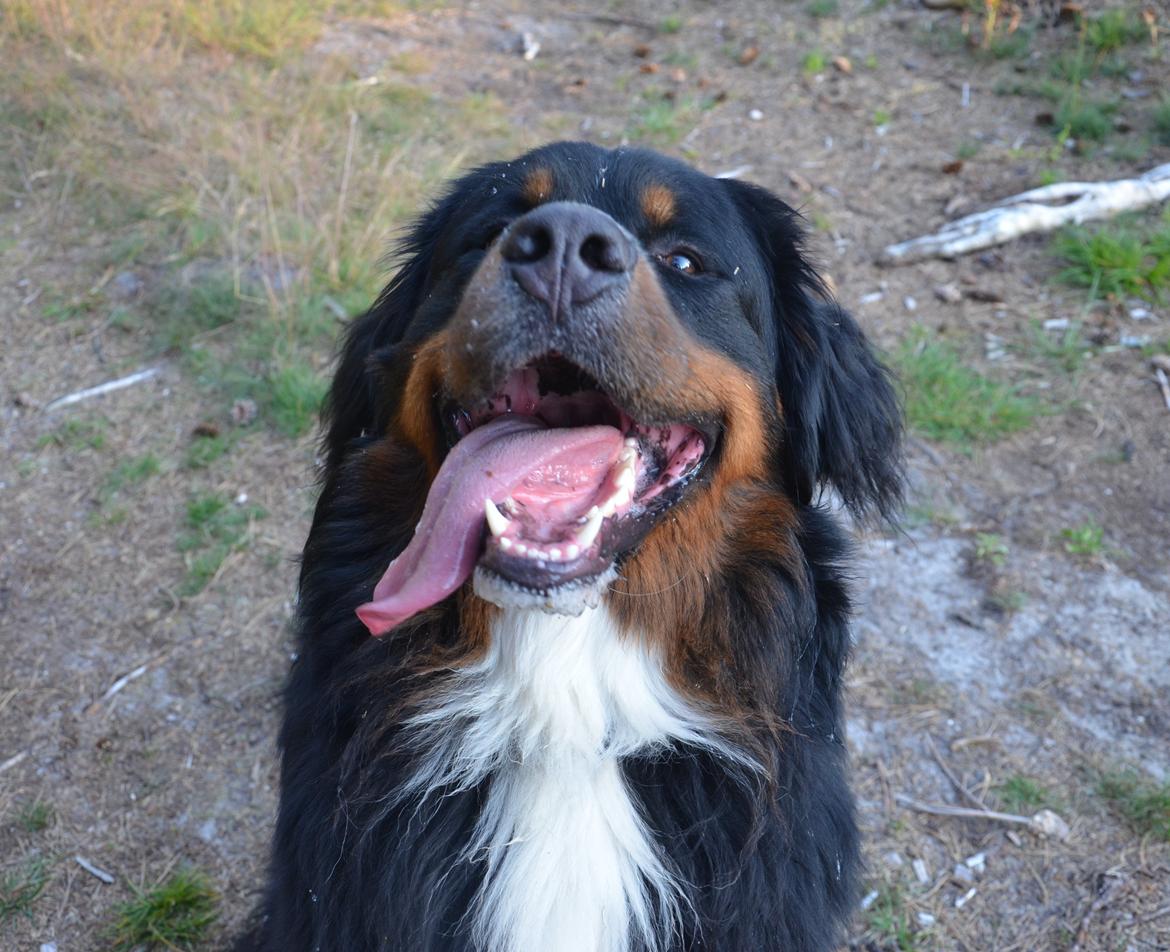 Berner sennenhund Bernerflokken Basil - Hvad ska' vi nu, mor, hva', hva'? billede 21