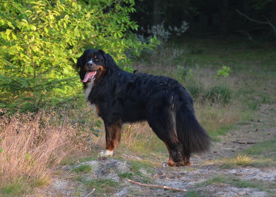 Berner sennenhund Bernerflokken Basil - Smukke Basil i aftensolen, juli 2013 billede 22