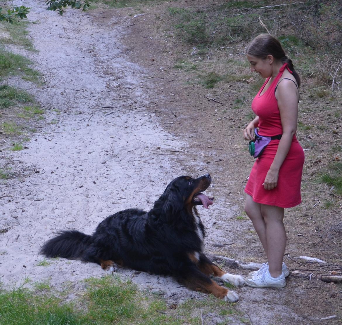 Berner sennenhund Bernerflokken Basil - Vi træner på vores tur i hundeskoven. billede 23