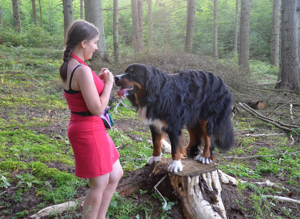Berner sennenhund Bernerflokken Basil - Basil er sååå dygtig. Han kan balancere på en træstub. :-) billede 24