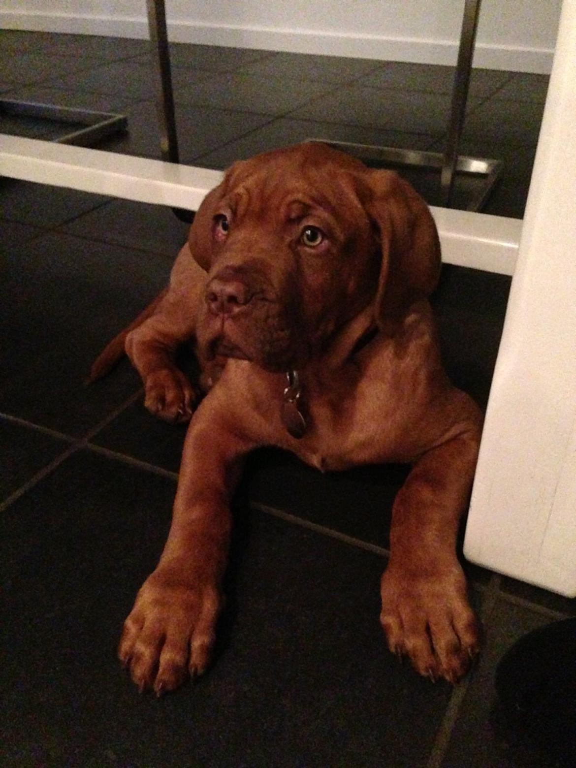 Dogue de bordeaux Cody billede 15