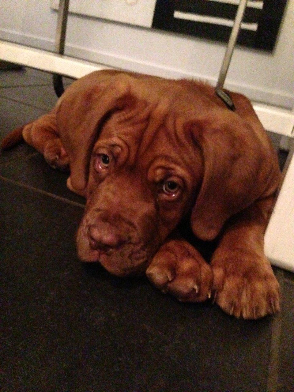 Dogue de bordeaux Cody - Lille søde basse :) billede 16