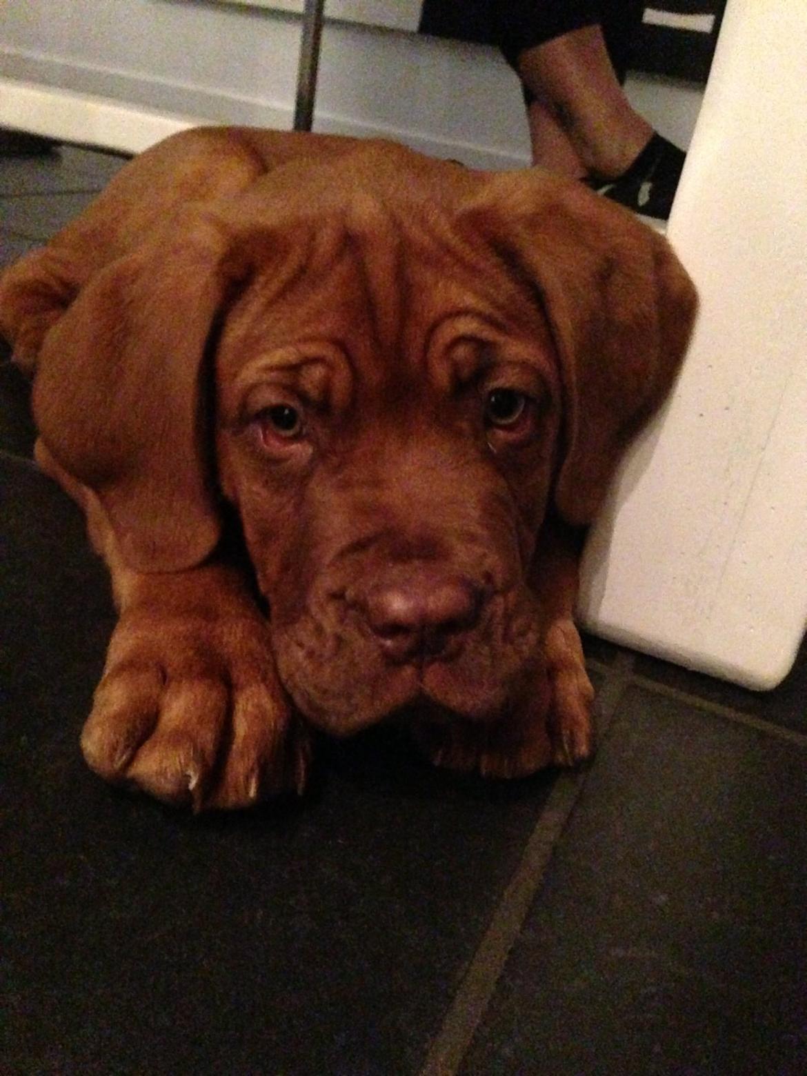 Dogue de bordeaux Cody billede 17