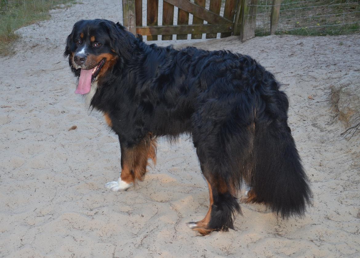 Berner sennenhund Bernerflokken Basil - Basil-baby. Selv om han er ved at være en ordentlig basse, vil han stadig altid være min "lille" baby. :-) billede 25