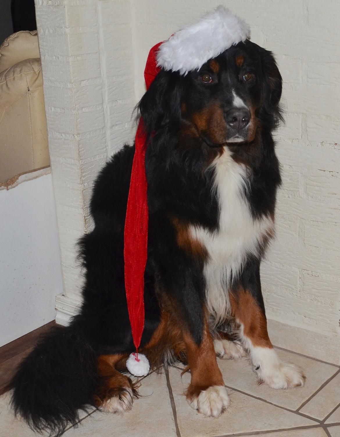 Berner sennenhund Bernerflokken Basil - Jule-Basil 2013 billede 26