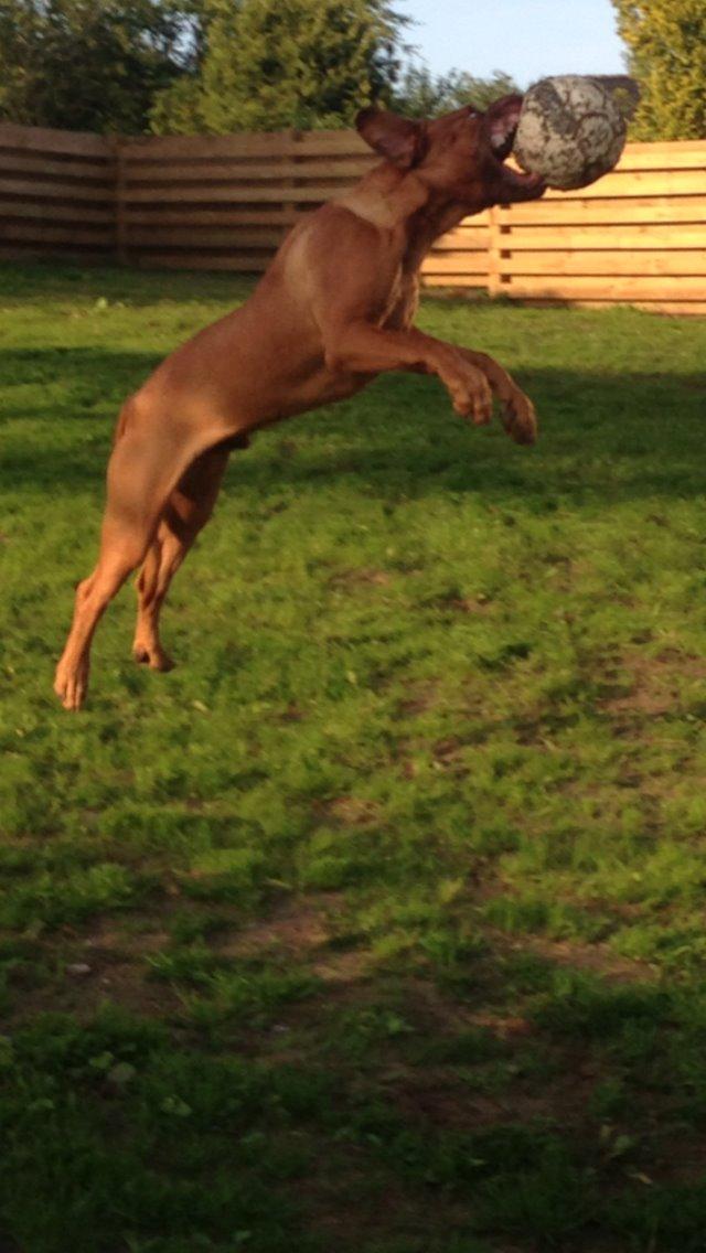 Dogue de bordeaux Cody - Han er vild til at fange sin bold i luften! billede 19