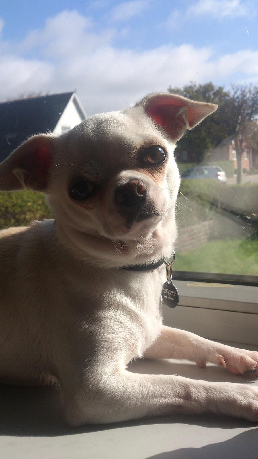 Chihuahua Messi - Messi <3 billede 1