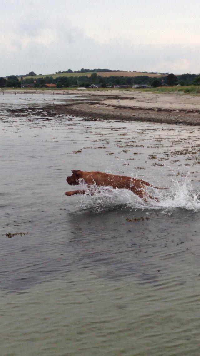 Dogue de bordeaux Cody billede 20