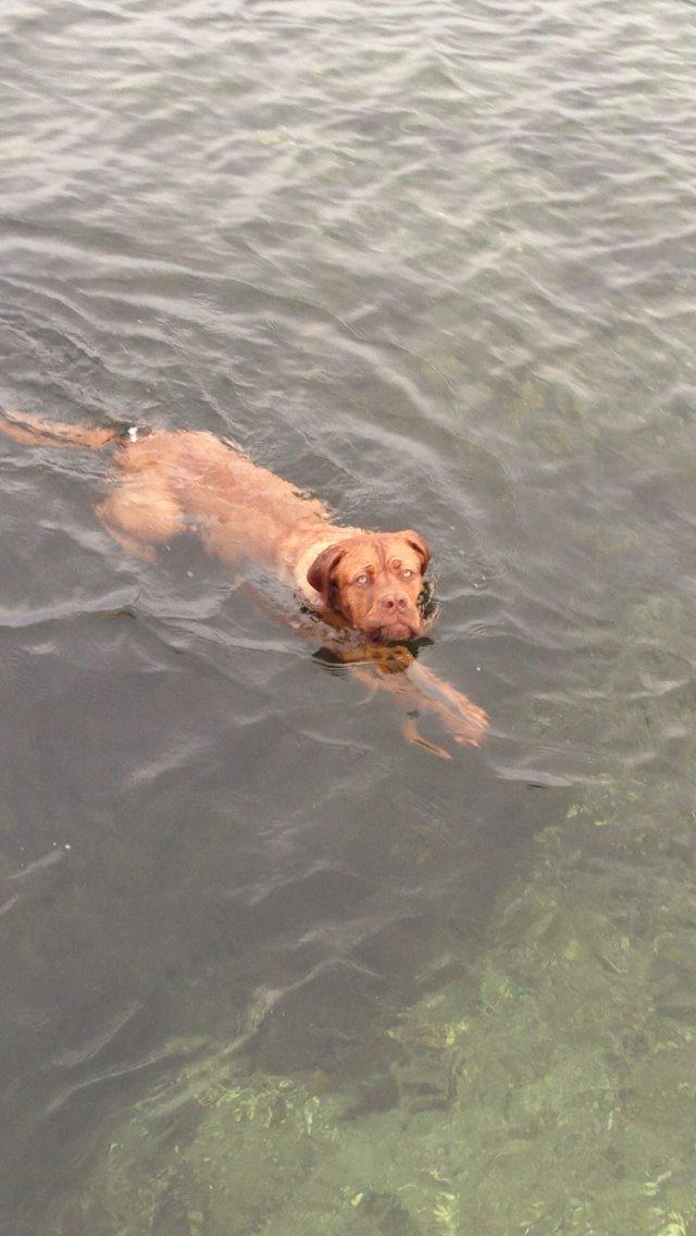 Dogue de bordeaux Cody - Han elsker at svømme :) billede 21