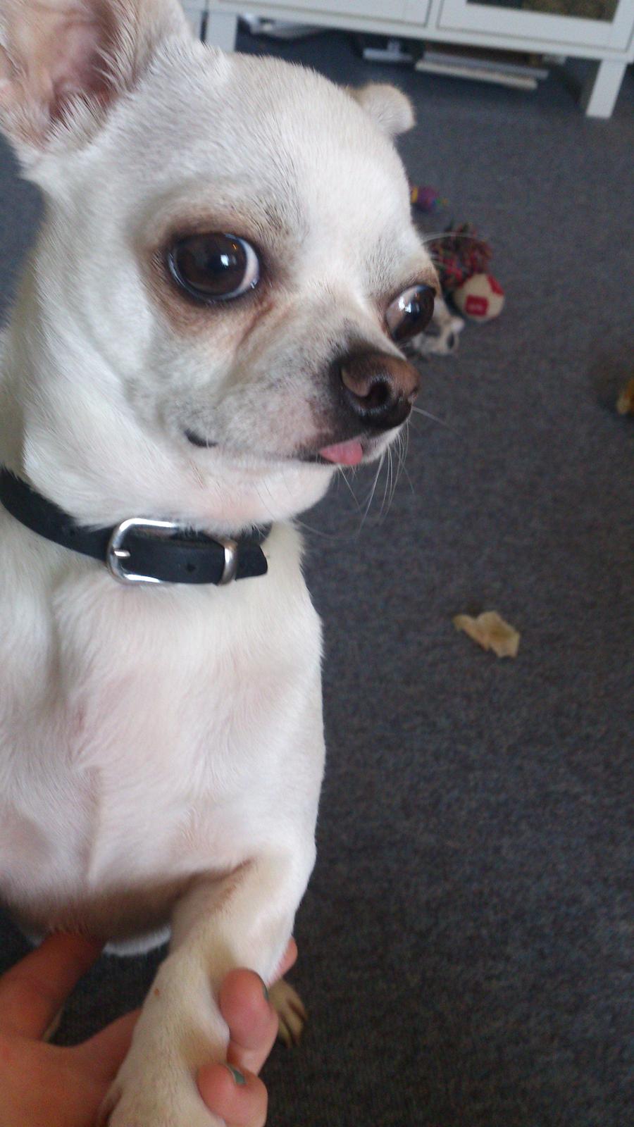 Chihuahua Messi - rækker tunge :D billede 3