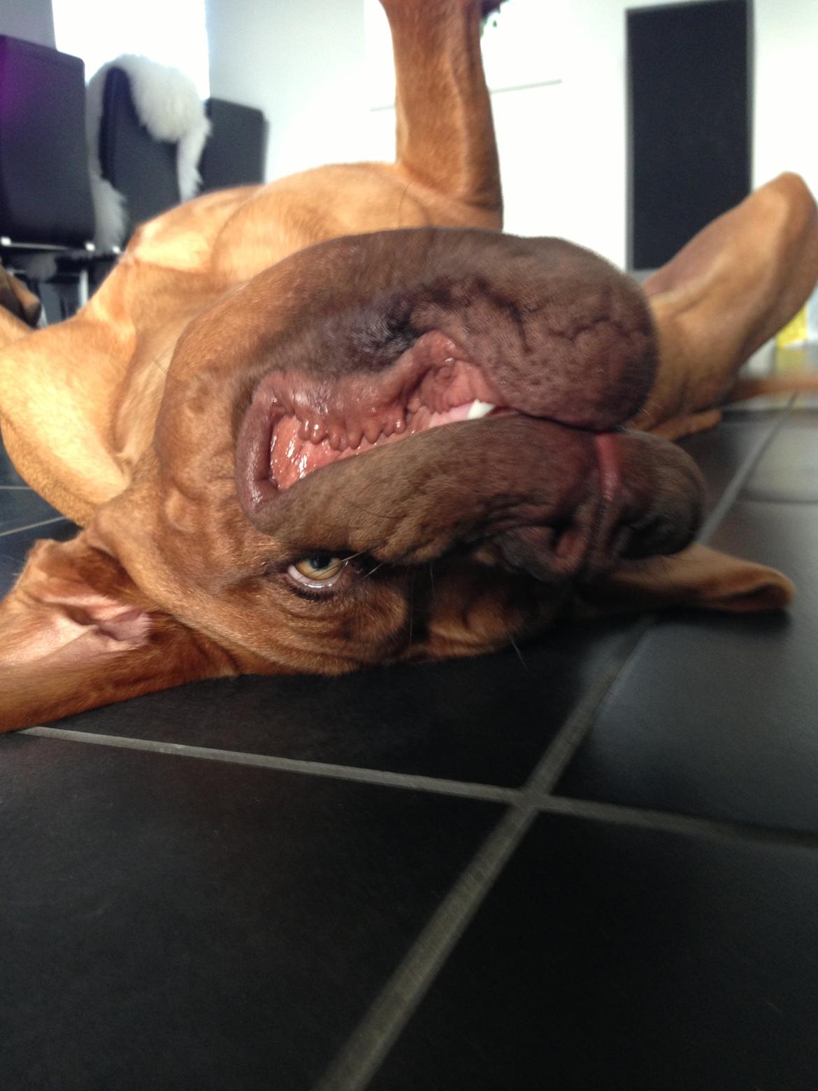 Dogue de bordeaux Cody billede 22