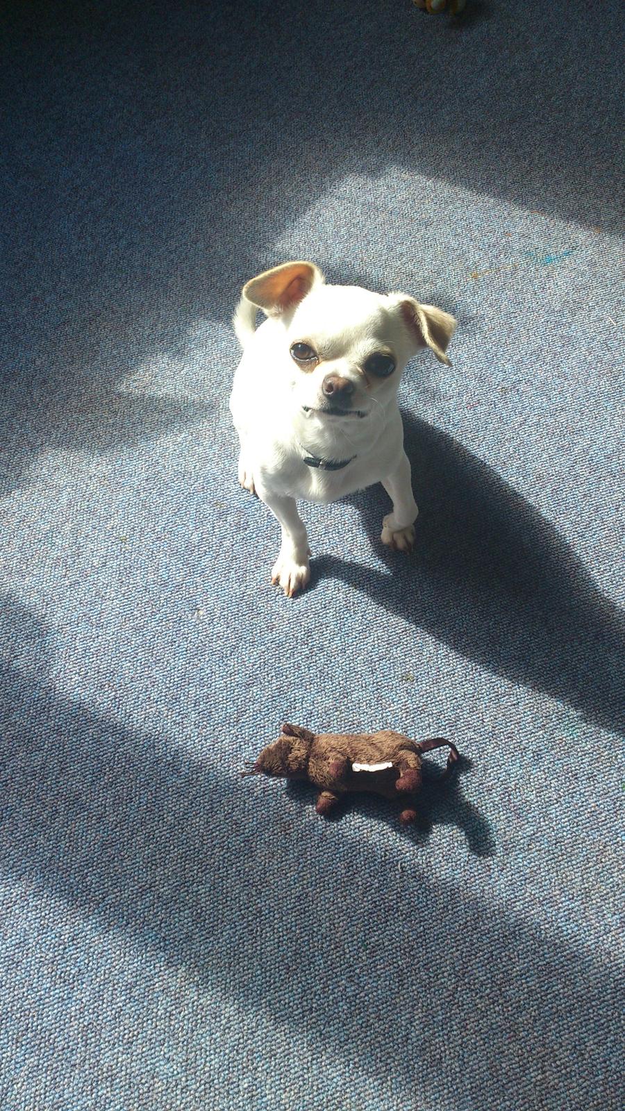 Chihuahua Messi billede 4