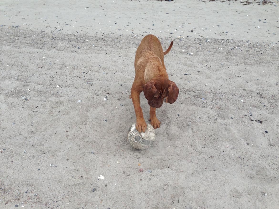 Dogue de bordeaux Cody - Bold! billede 23