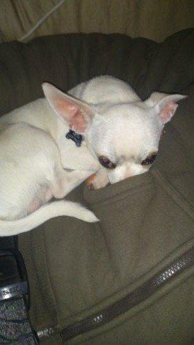 Chihuahua Messi billede 5