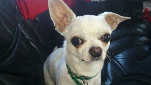 Chihuahua Messi billede 6