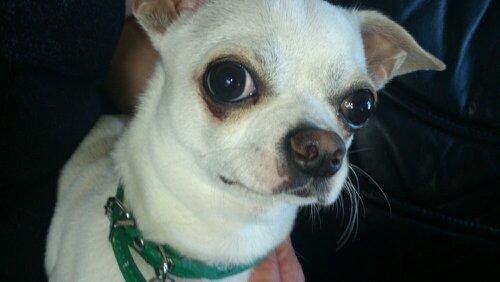 Chihuahua Messi billede 7