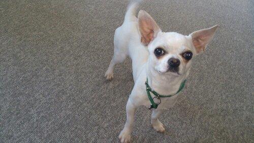 Chihuahua Messi billede 8