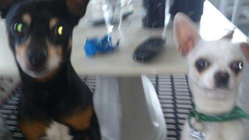 Chihuahua Messi - En af mine bedste venner Mailo hedder han :D  billede 9