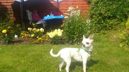 Chihuahua Messi billede 10