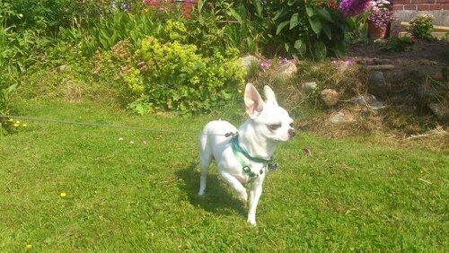 Chihuahua Messi billede 11