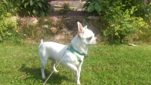 Chihuahua Messi billede 12