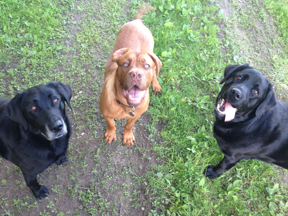 Dogue de bordeaux Cody - Han yndlings legekammerater :) billede 24