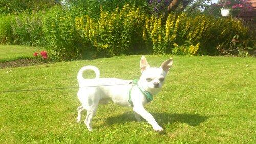 Chihuahua Messi billede 13