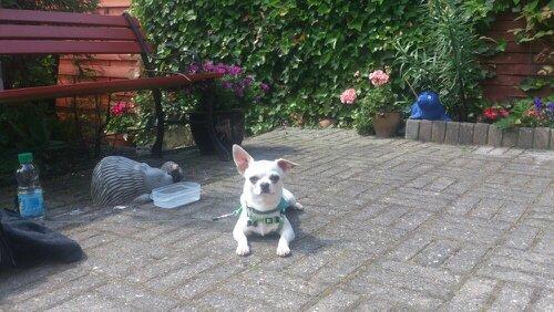 Chihuahua Messi billede 15