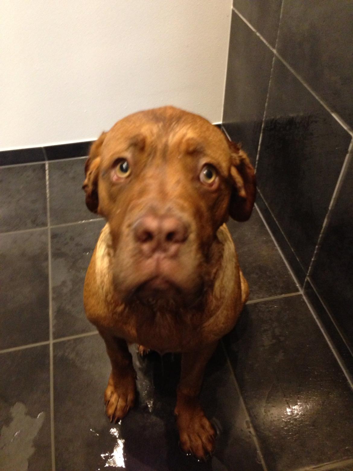 Dogue de bordeaux Cody - Det ikke sjovt at være i bad :( billede 25