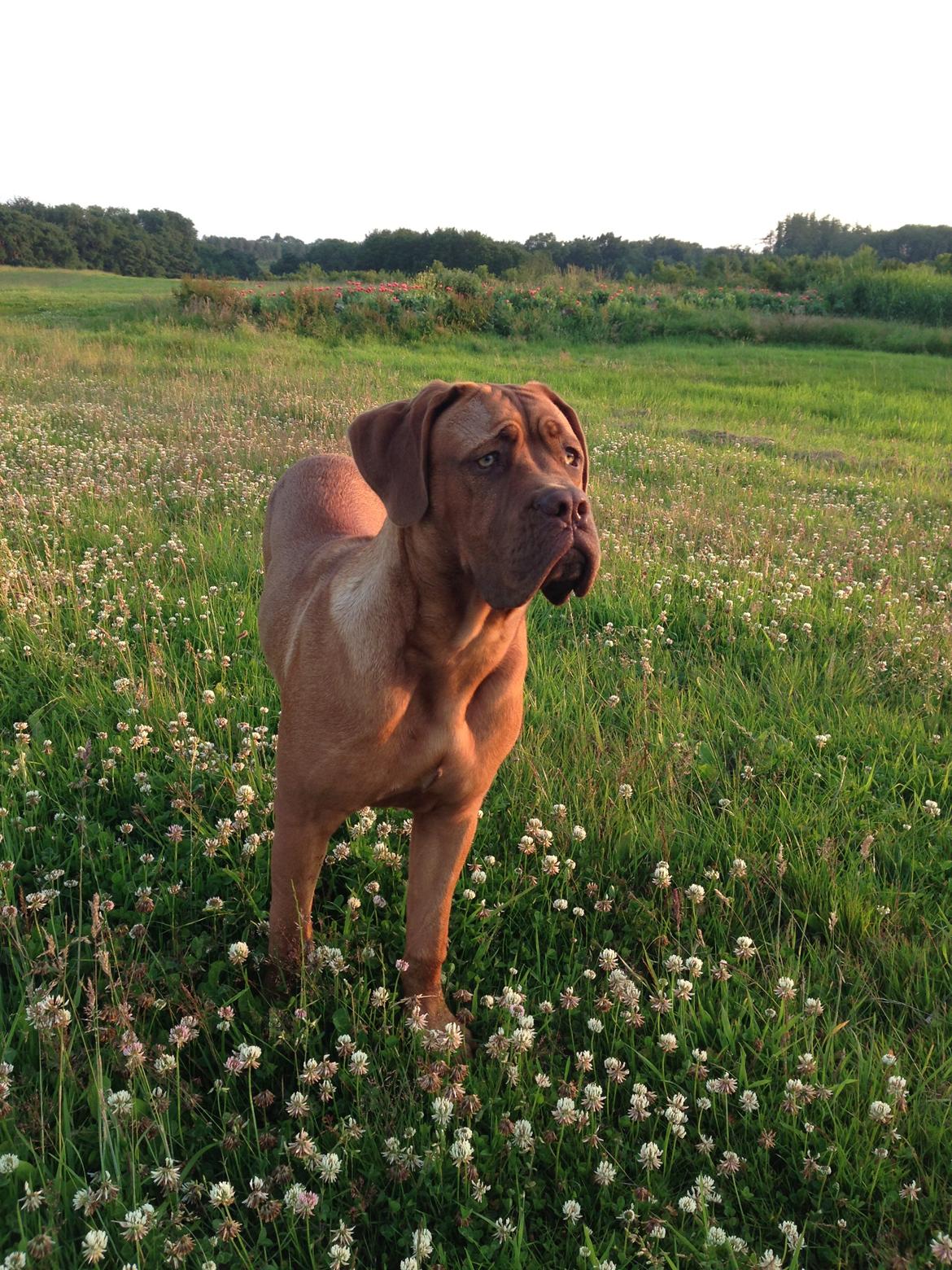 Dogue de bordeaux Cody billede 26