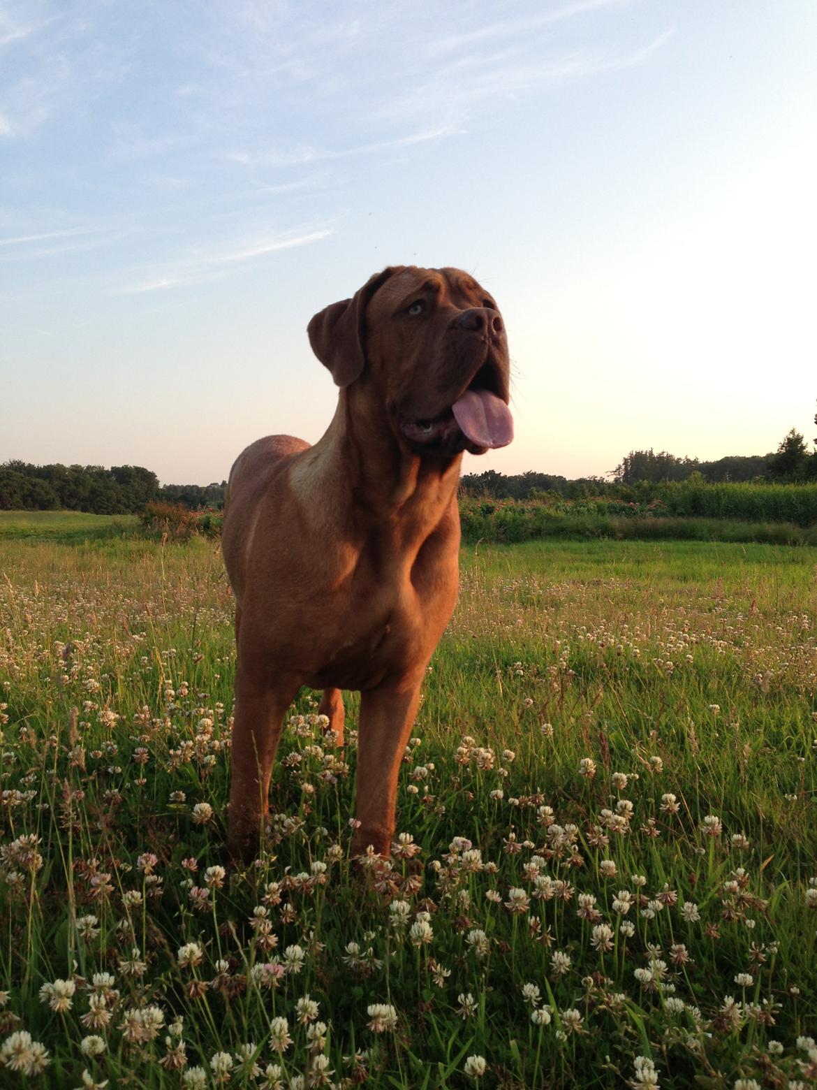 Dogue de bordeaux Cody billede 27
