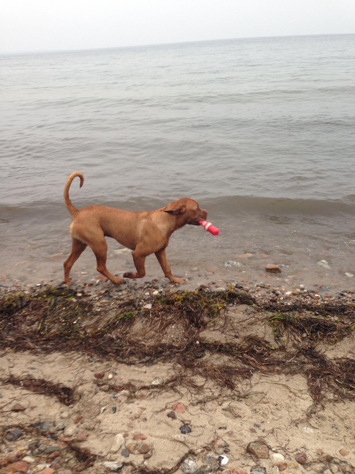 Dogue de bordeaux Cody - Han elsker at hente ting fra vandet :) billede 28