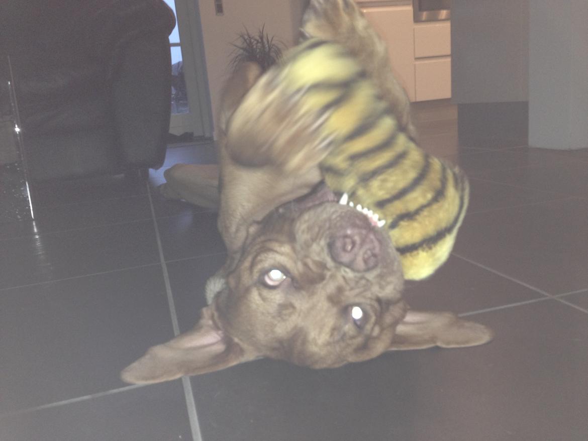 Dogue de bordeaux Cody billede 29