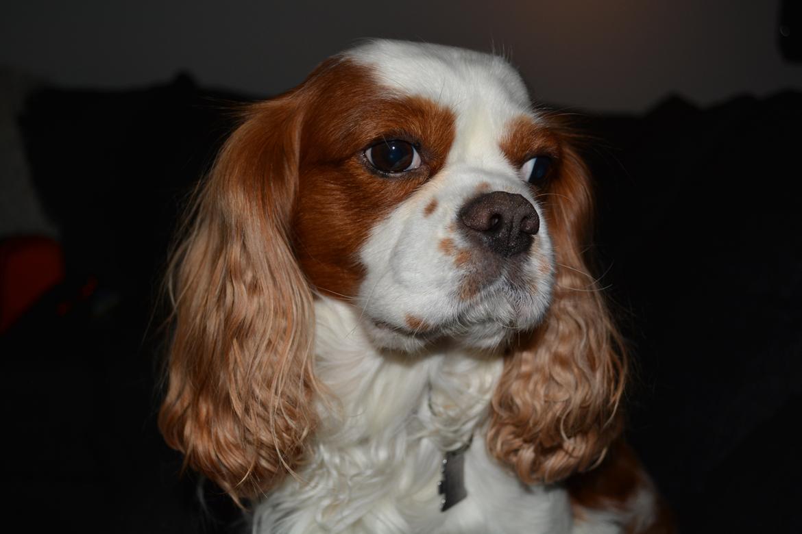 Cavalier king charles spaniel Cocio 2006-2016 billede 4